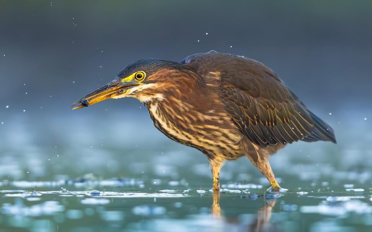 Green Heron - ML642630288