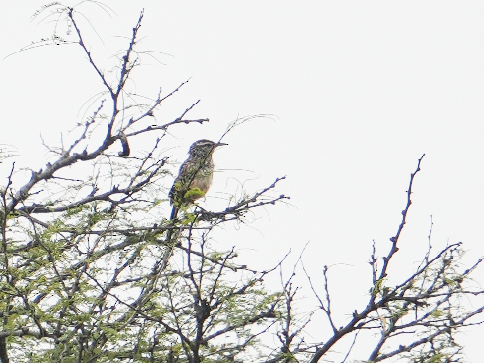 Cactus Wren - ML642630295