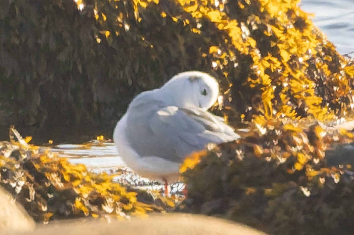 Bonaparte's Gull - ML642630298