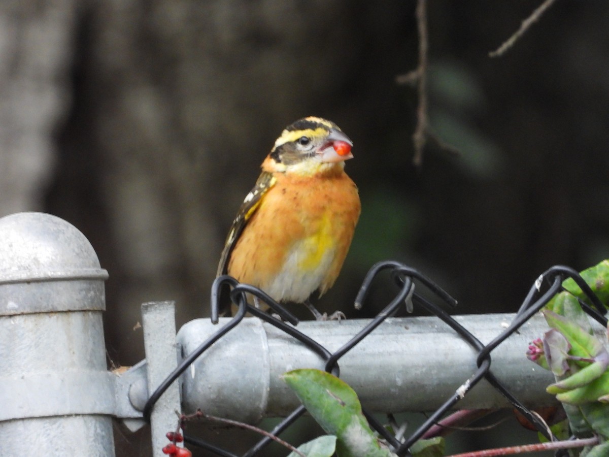 Black-headed Grosbeak - ML642630319