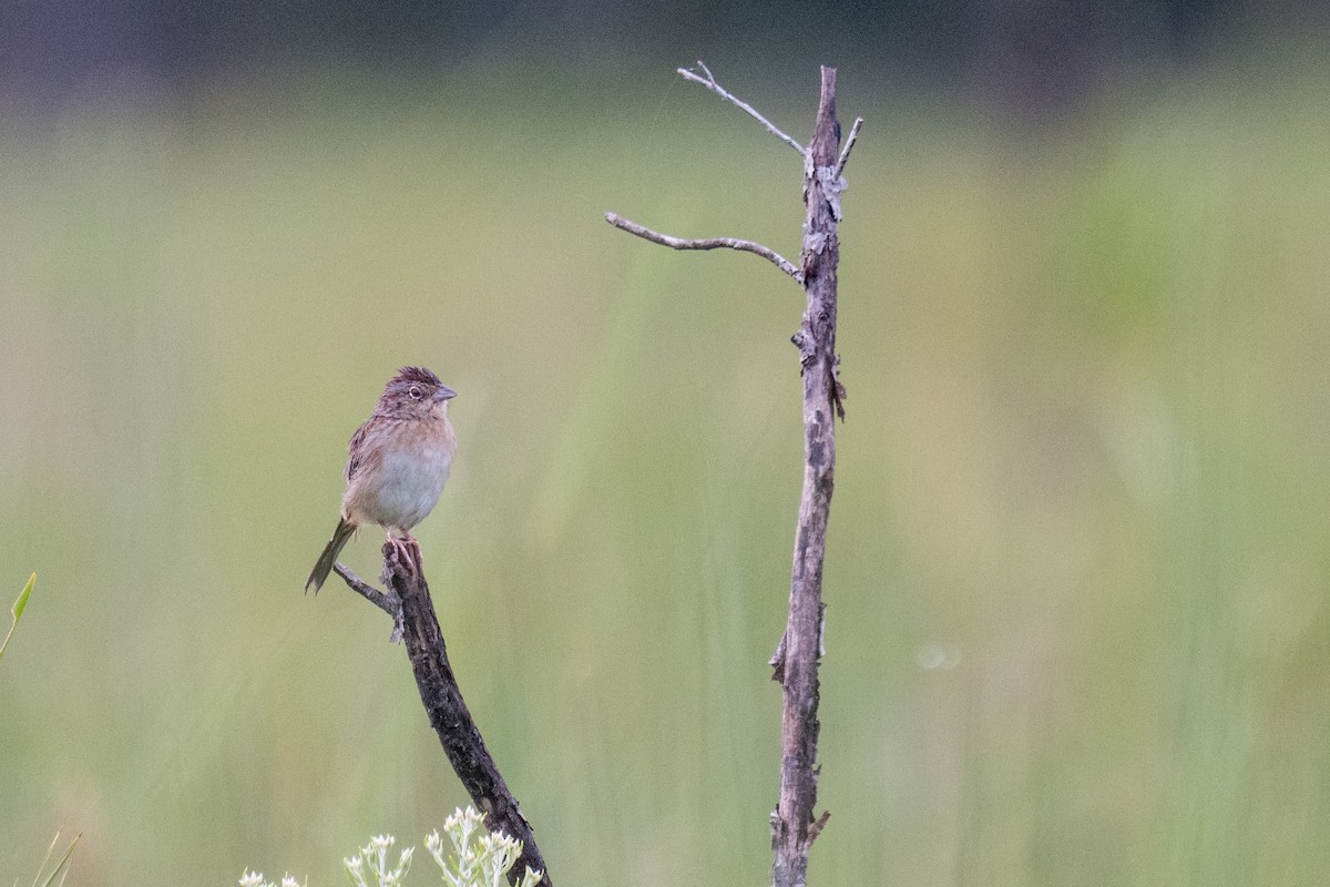 Bachman's Sparrow - ML642630322