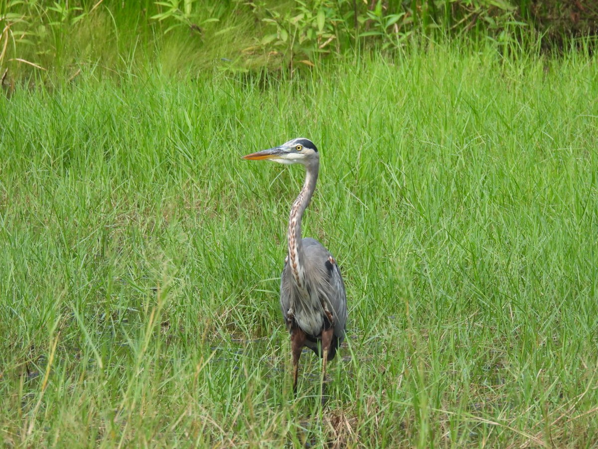 Great Blue Heron - ML642630343