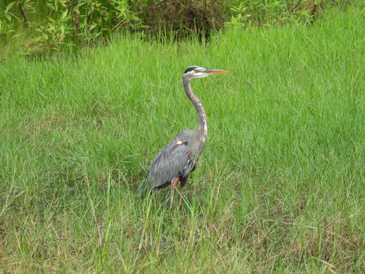 Great Blue Heron - ML642630344