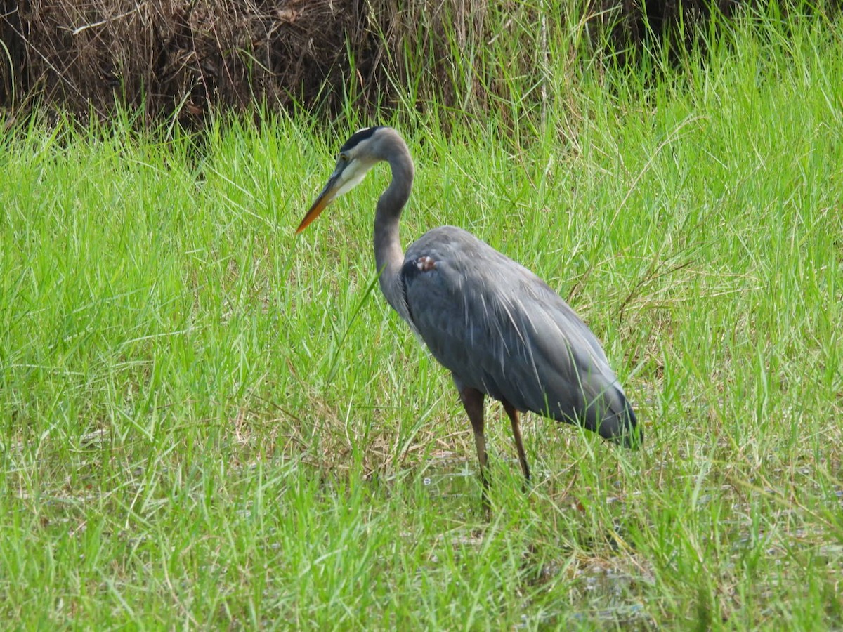 Great Blue Heron - ML642630345