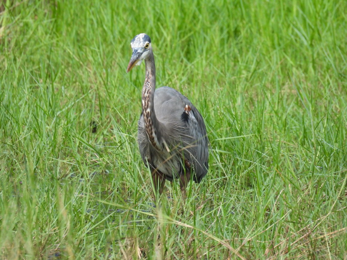Great Blue Heron - ML642630346