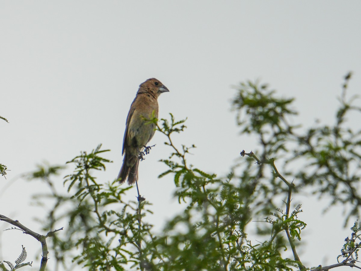 Blue Grosbeak - ML642630388