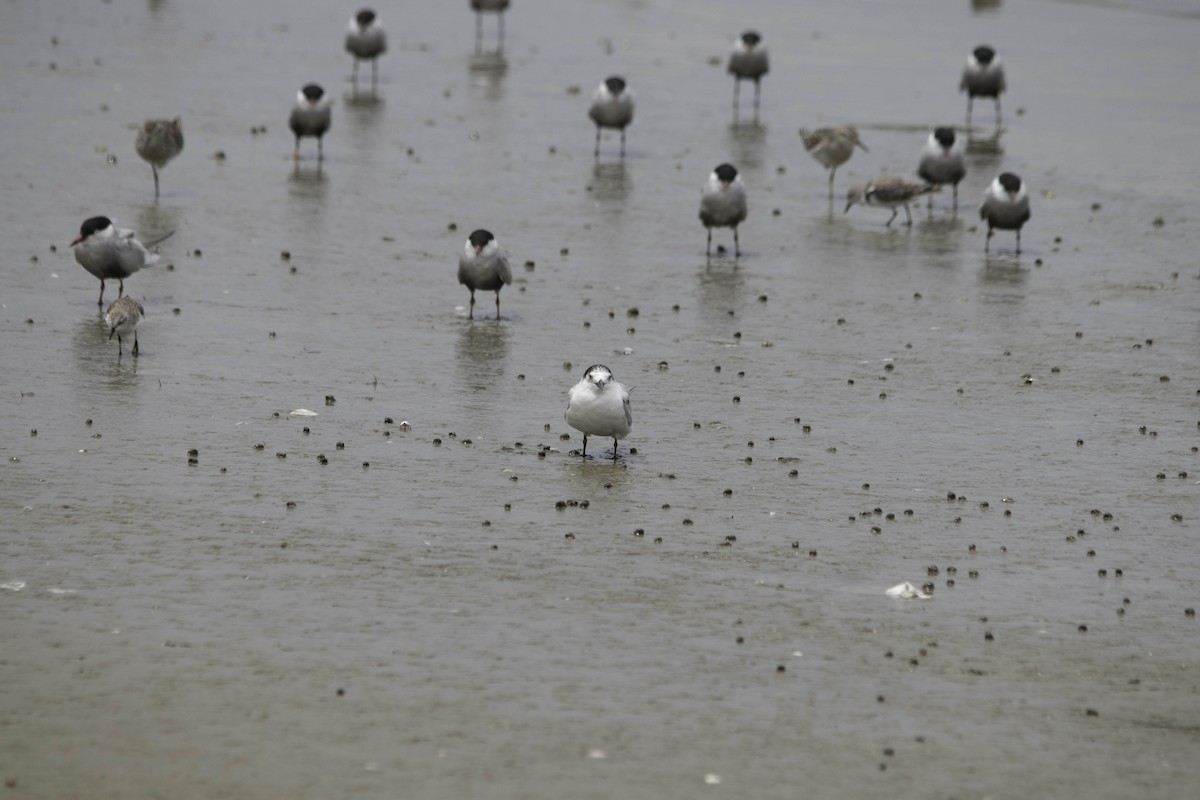 Common Tern - Adam Fry