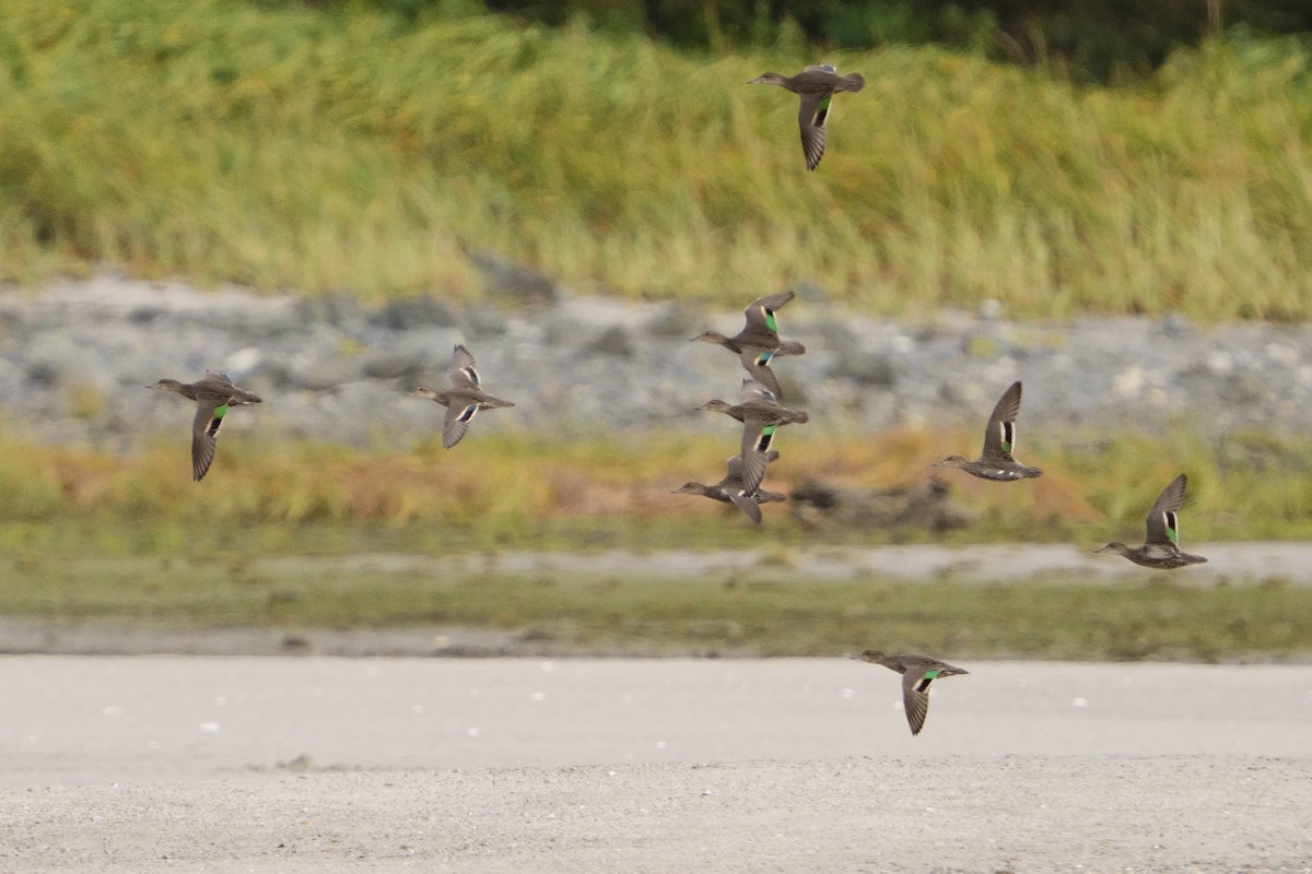 Green-winged Teal - ML642630453