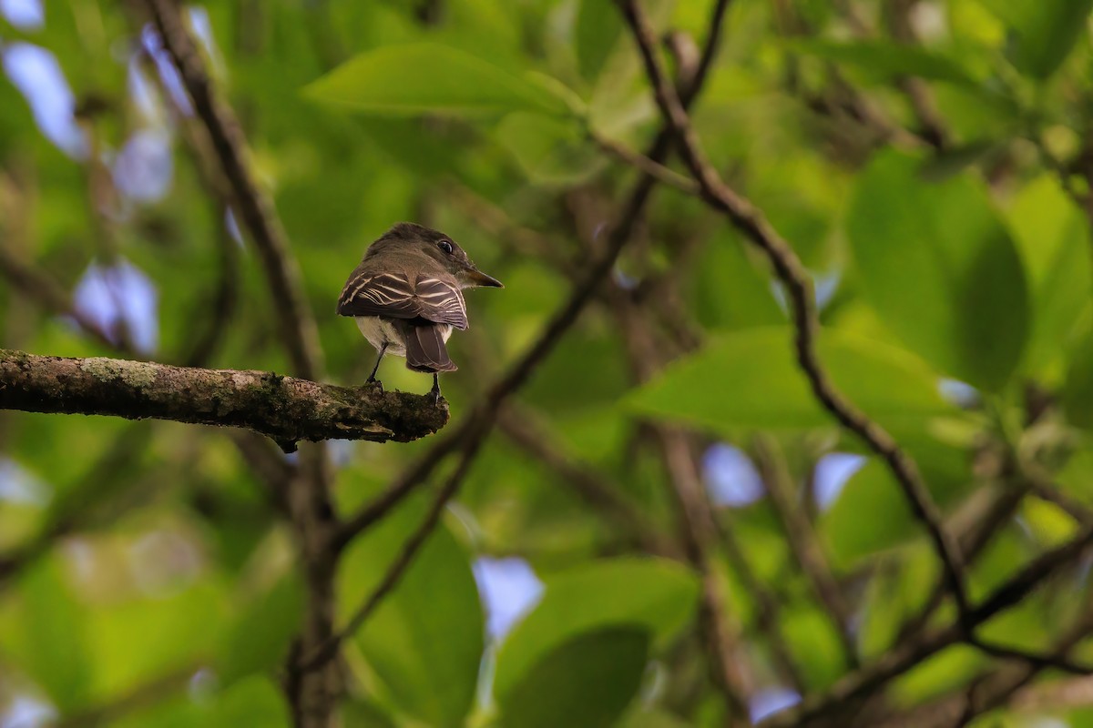 Empidonax sp. - ML642630454