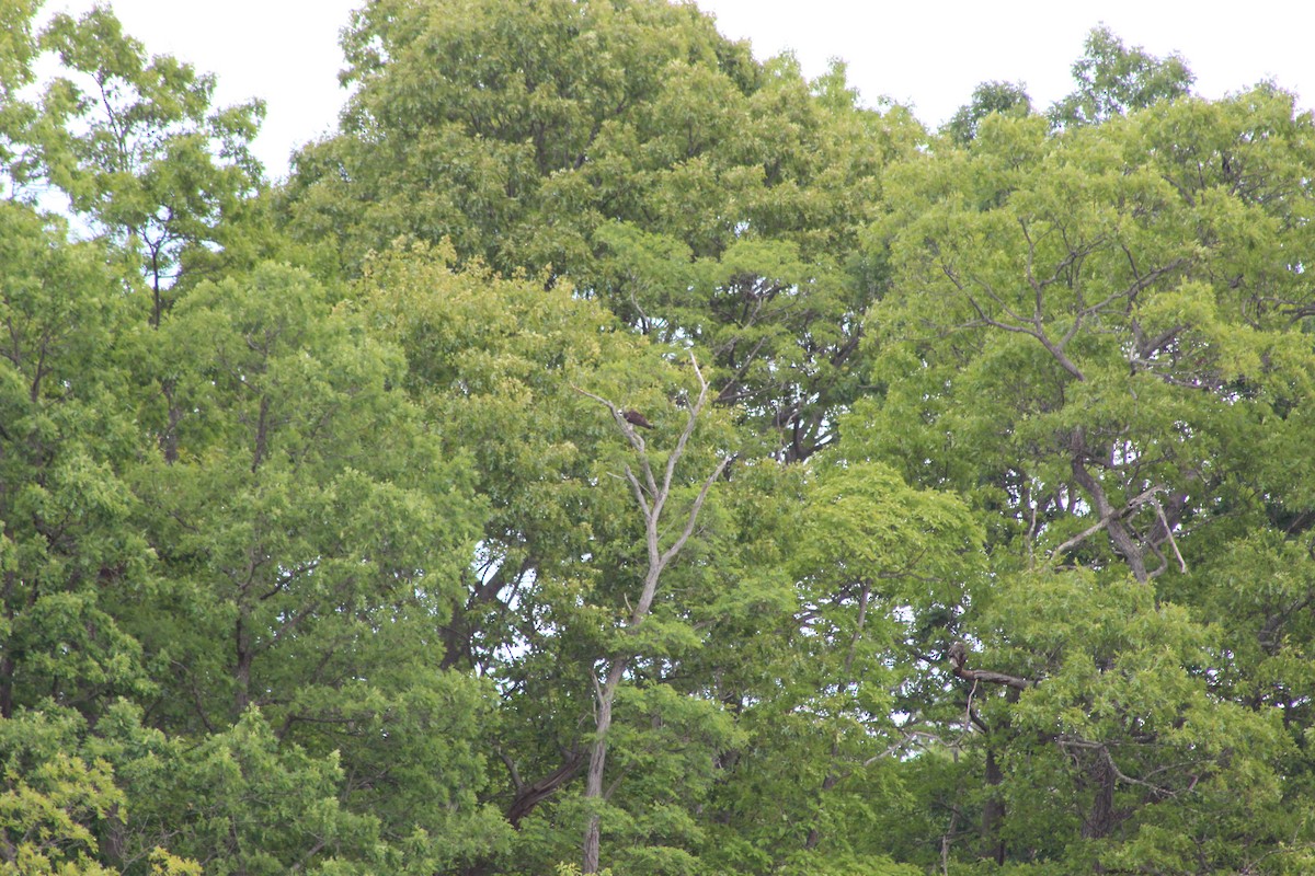 Águila Pescadora - ML642630461