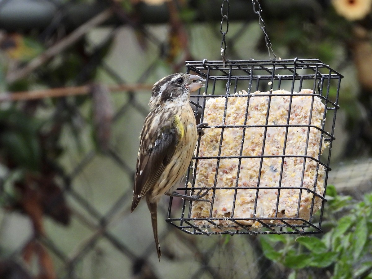 Black-headed Grosbeak - ML642630464