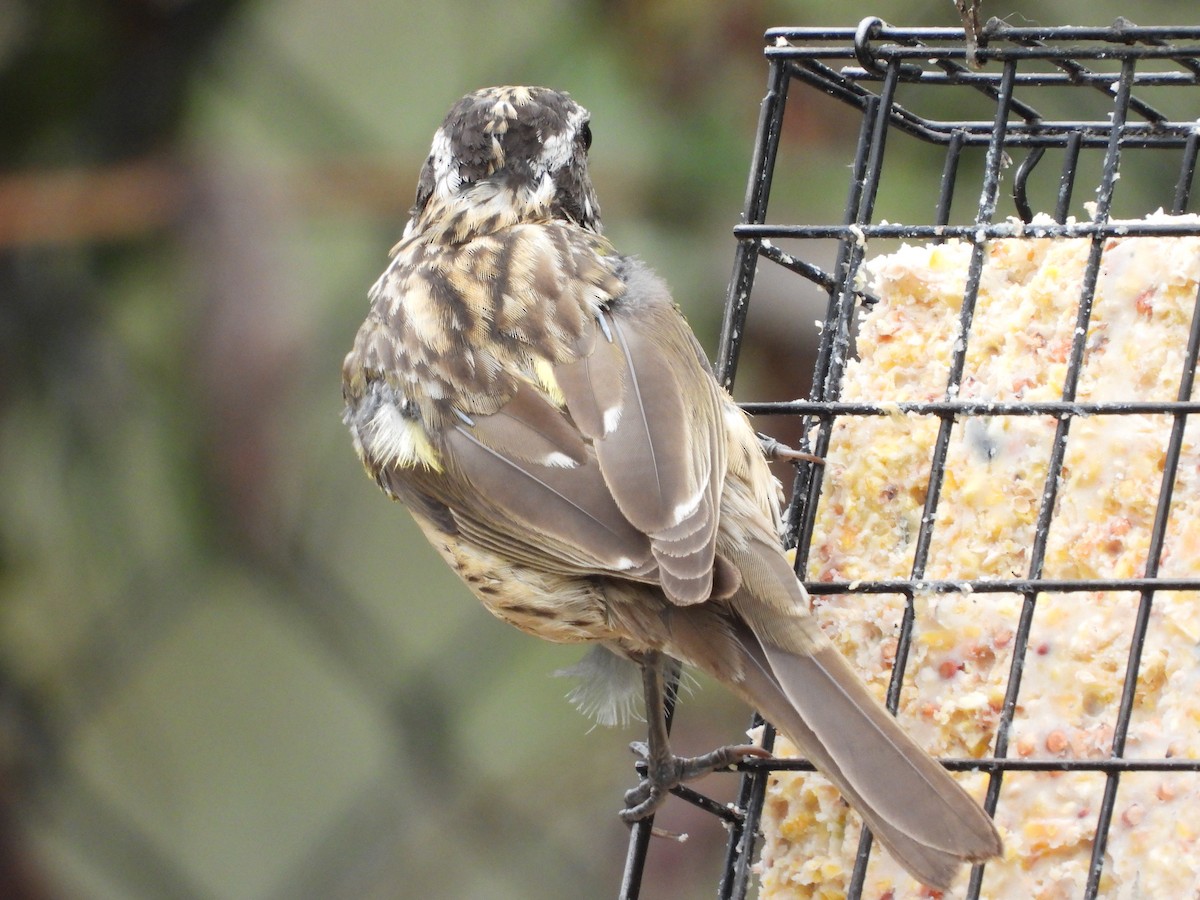 Black-headed Grosbeak - ML642630465