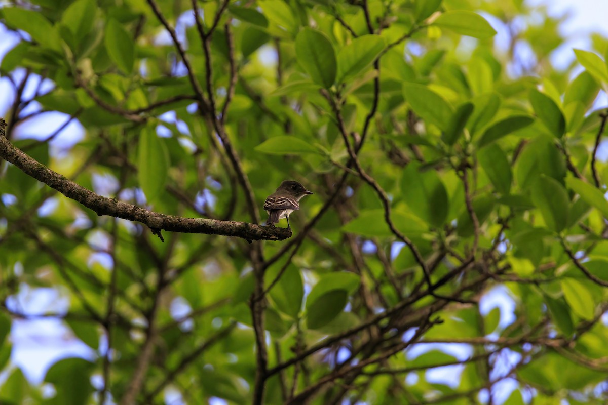 Empidonax sp. - ML642630493