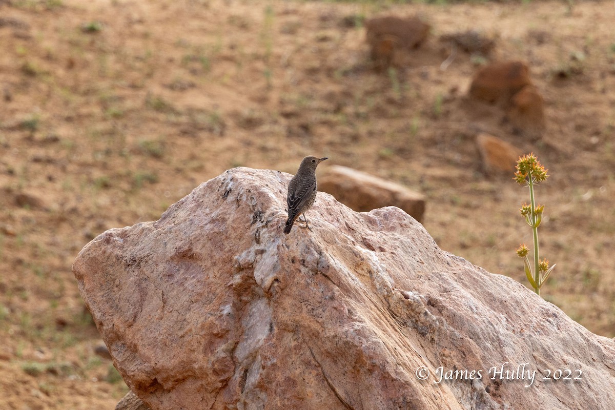 Rufous-tailed Rock-Thrush - ML642630498