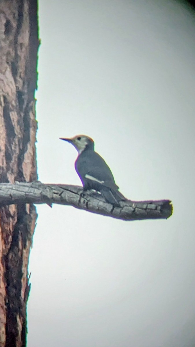 White-headed Woodpecker - ML642630521