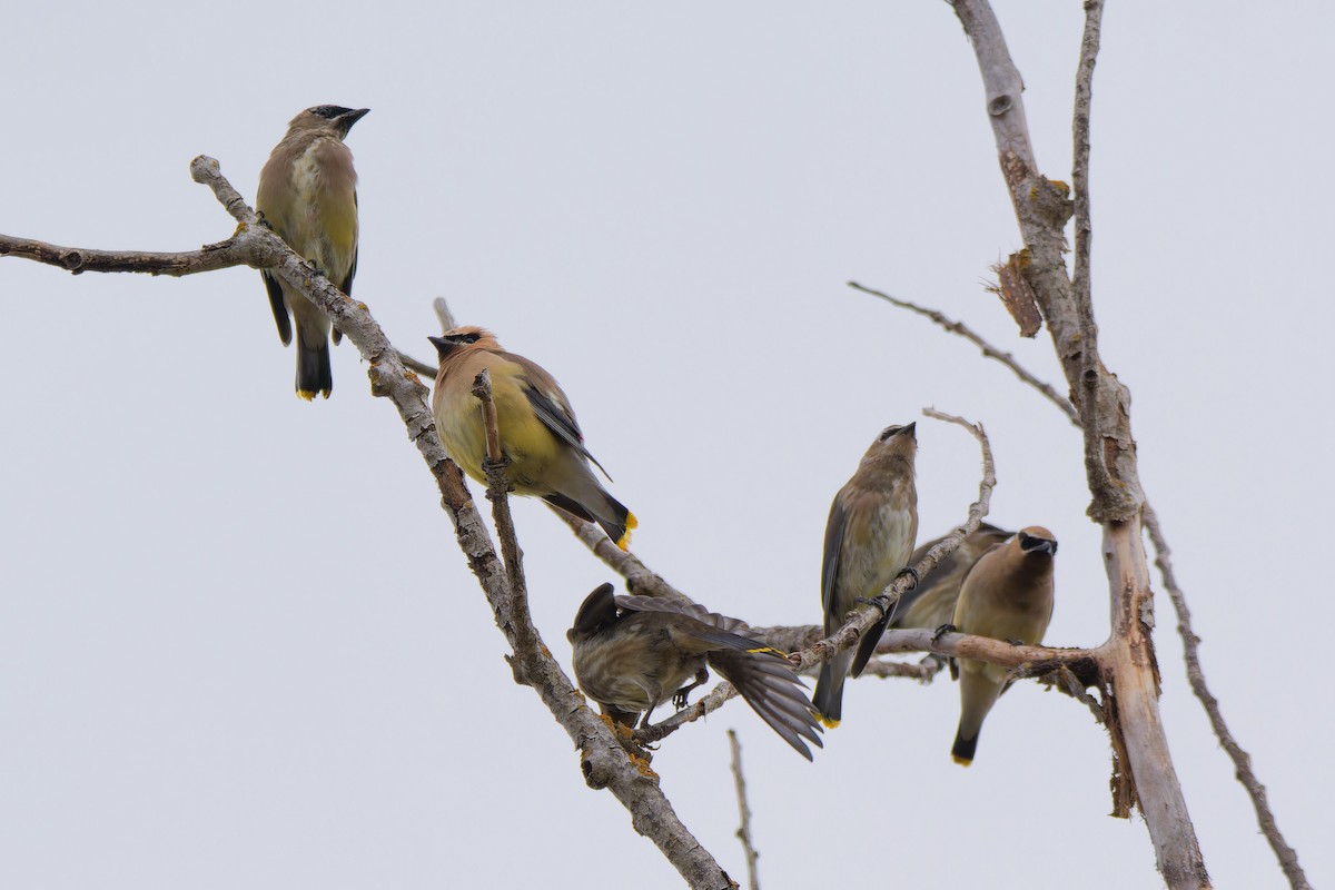 Cedar Waxwing - ML642630522