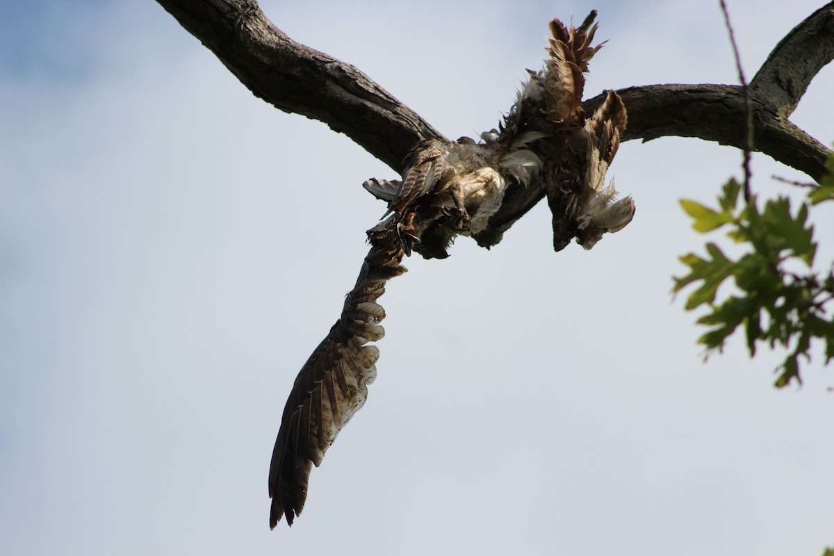 Águila Pescadora - ML642630533