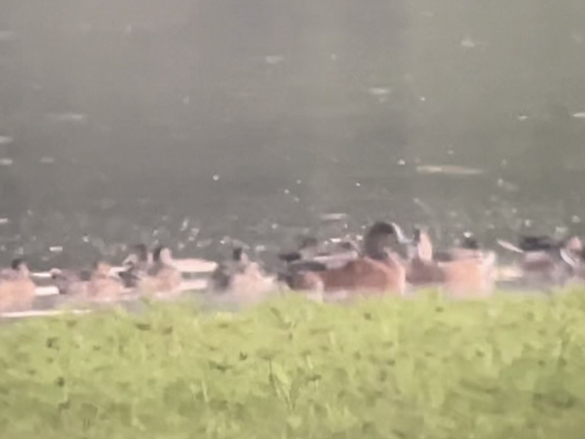 American Wigeon - ML642630570