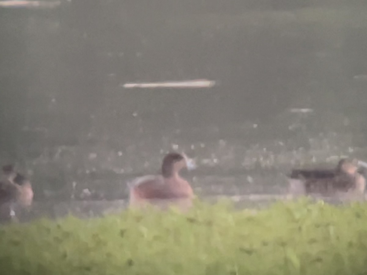 American Wigeon - ML642630571