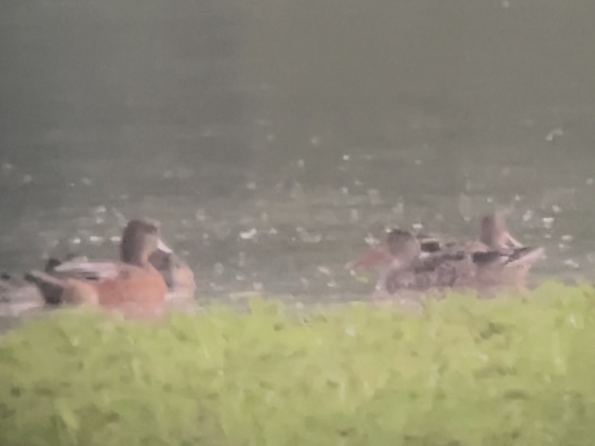 American Wigeon - ML642630572