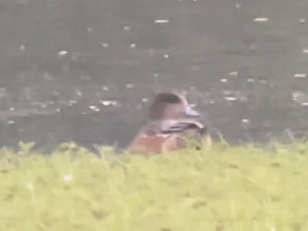 American Wigeon - ML642630573