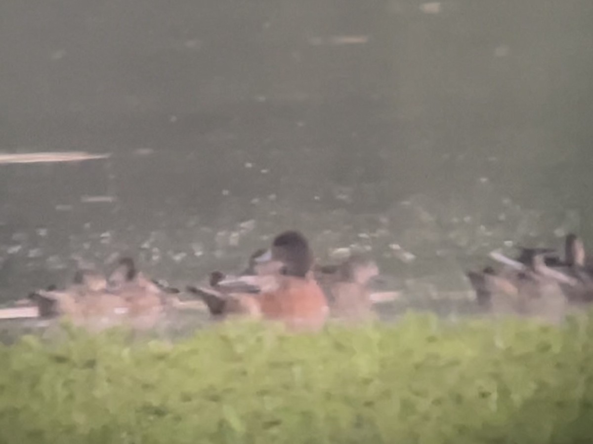 American Wigeon - ML642630574