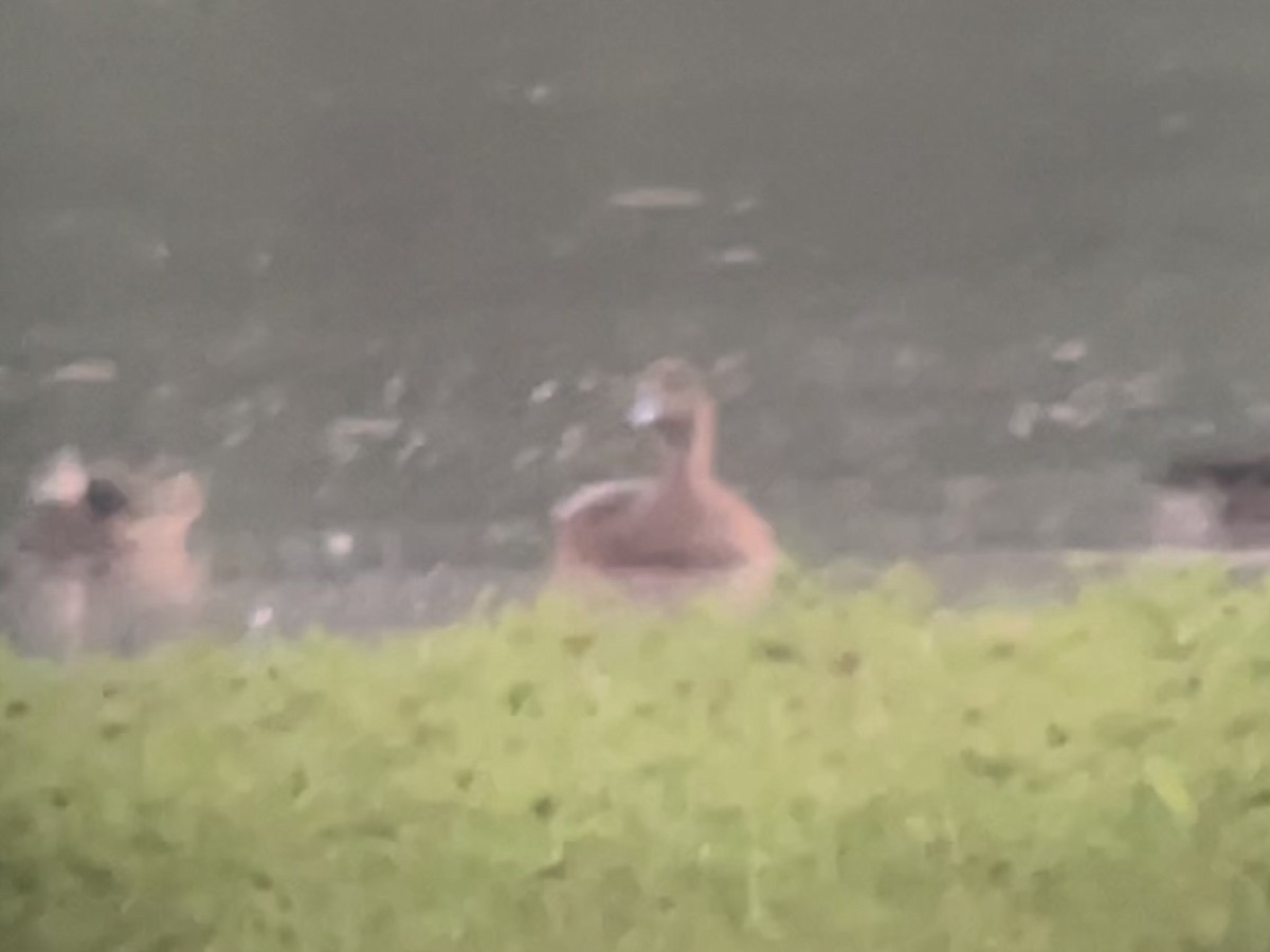 American Wigeon - ML642630575