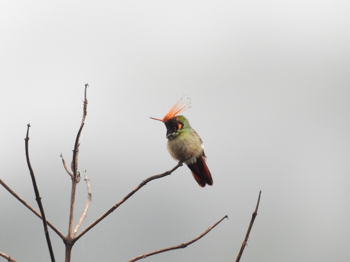 Rufous-crested Coquette - ML642630576