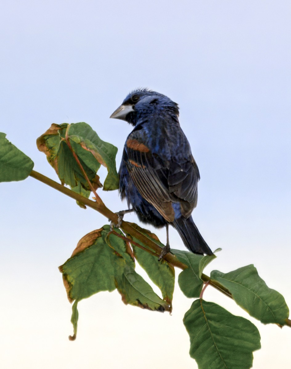Blue Grosbeak - ML642630585
