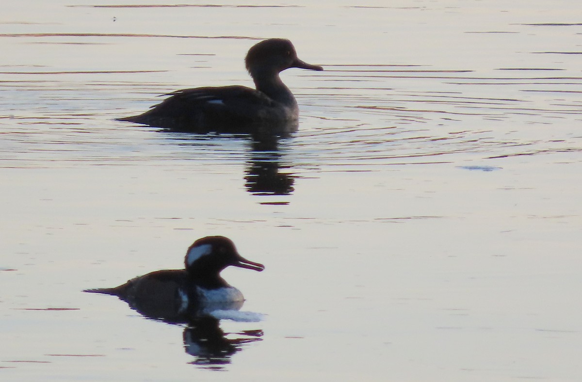 Hooded Merganser - ML642630588