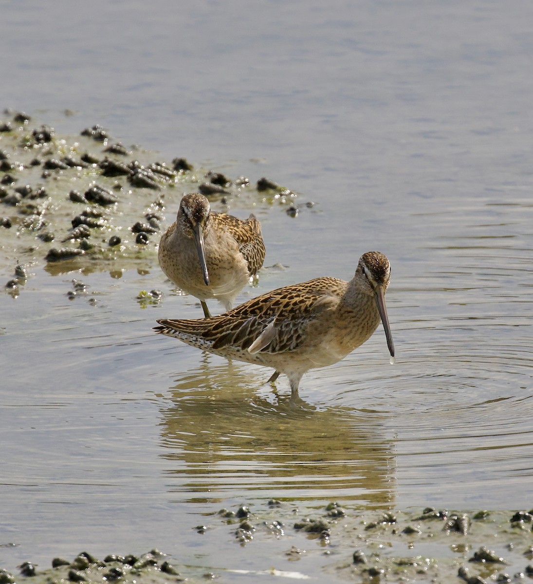 Short-billed Dowitcher - ML642630594