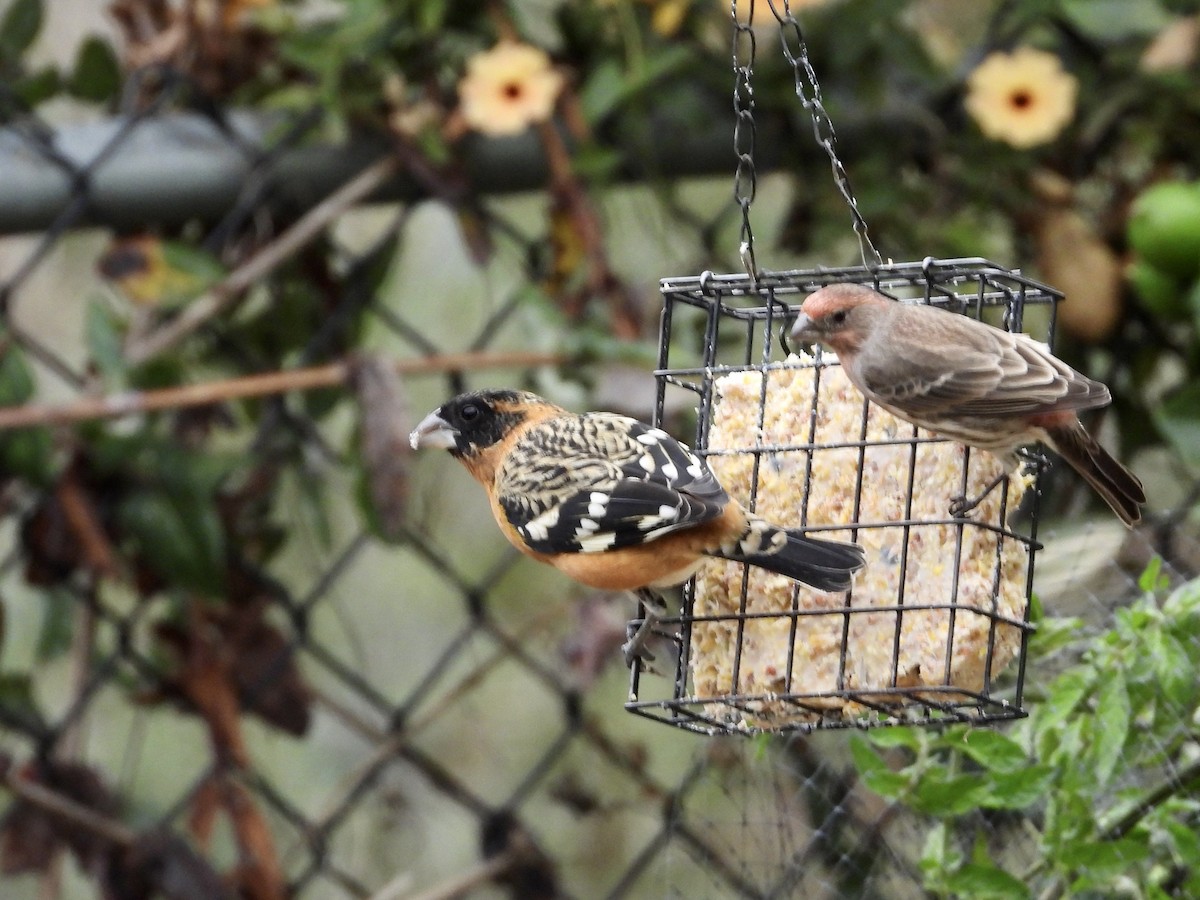 Black-headed Grosbeak - ML642630595
