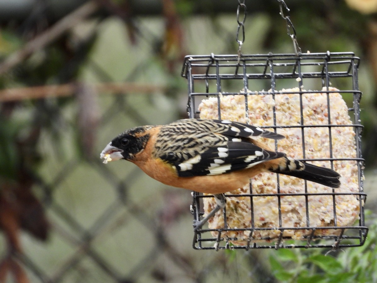 Black-headed Grosbeak - ML642630597