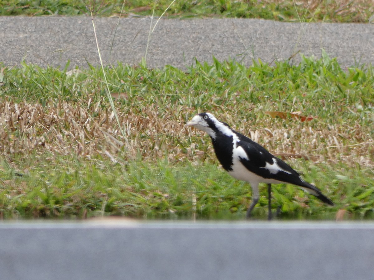 Magpie-lark - ML642630611