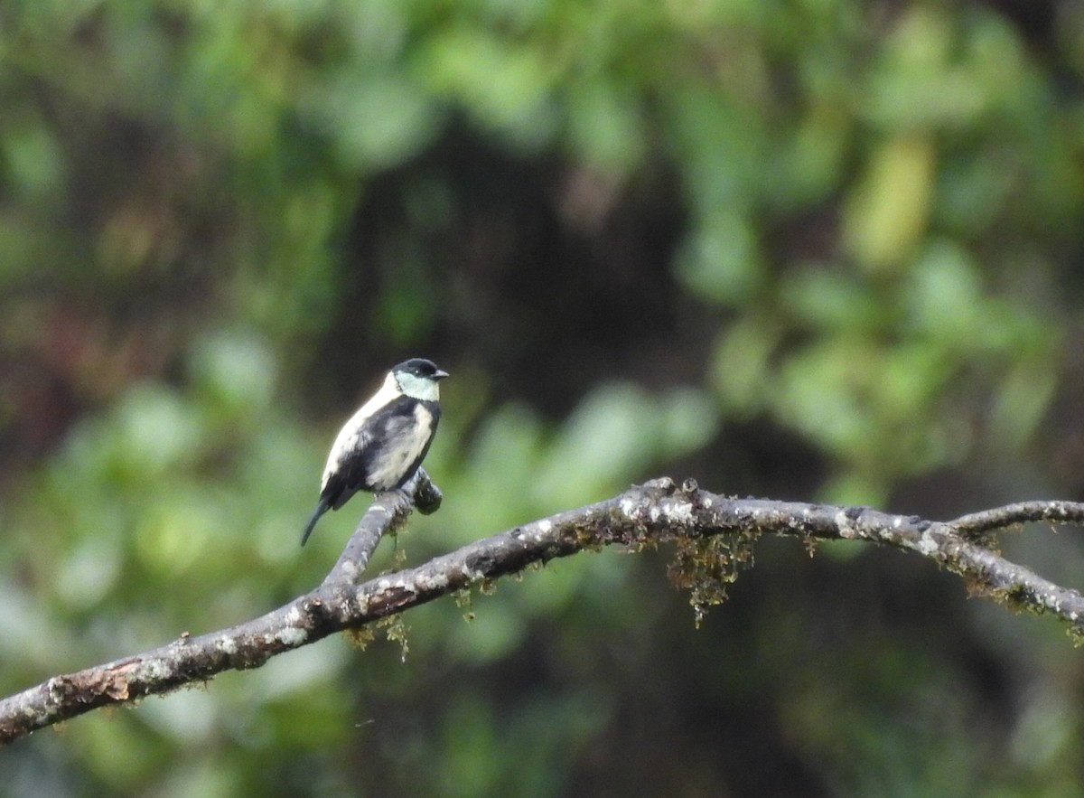 Green-throated Tanager - ML642630618