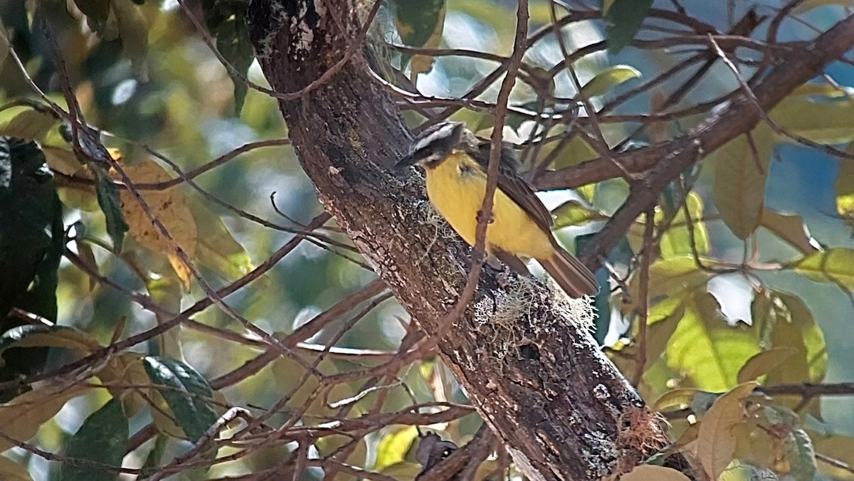 Golden-bellied Flycatcher - ML642630622