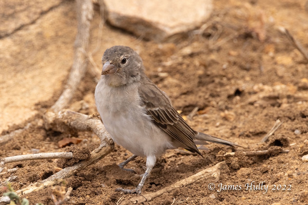 Yellow-spotted Bush Sparrow - ML642630635