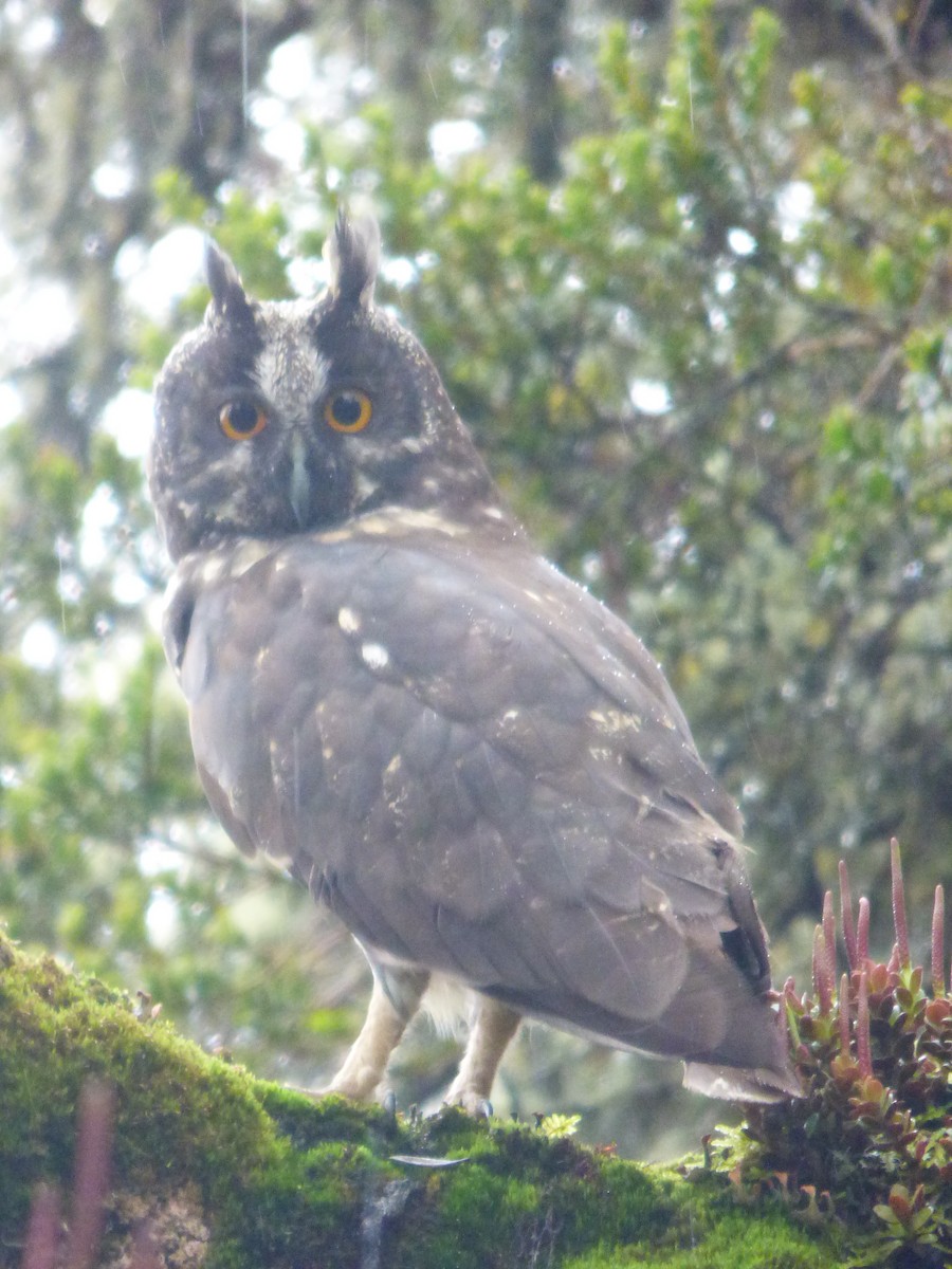 Stygian Owl - ML642630636