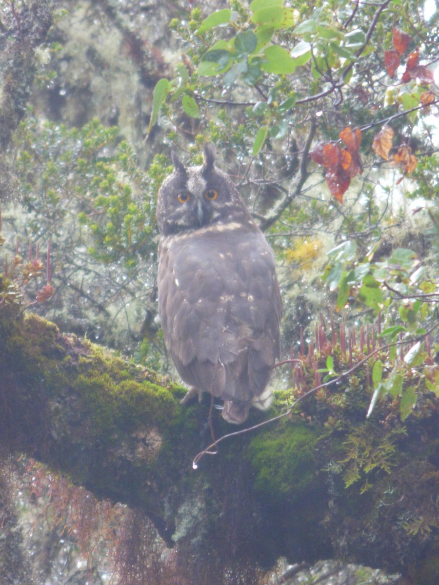 Stygian Owl - ML642630637
