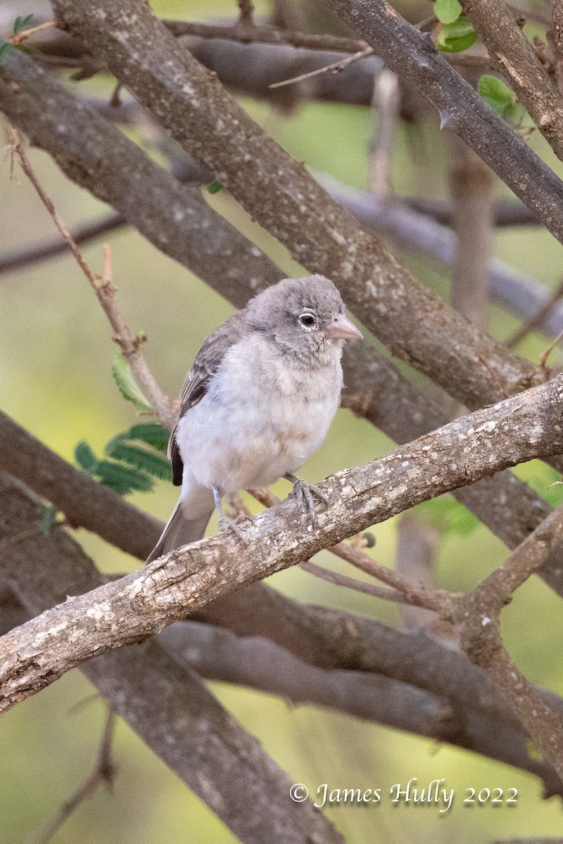 Yellow-spotted Bush Sparrow - ML642630639