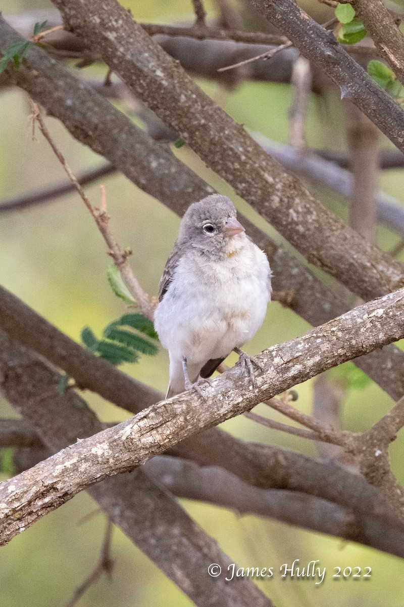 Yellow-spotted Bush Sparrow - ML642630642