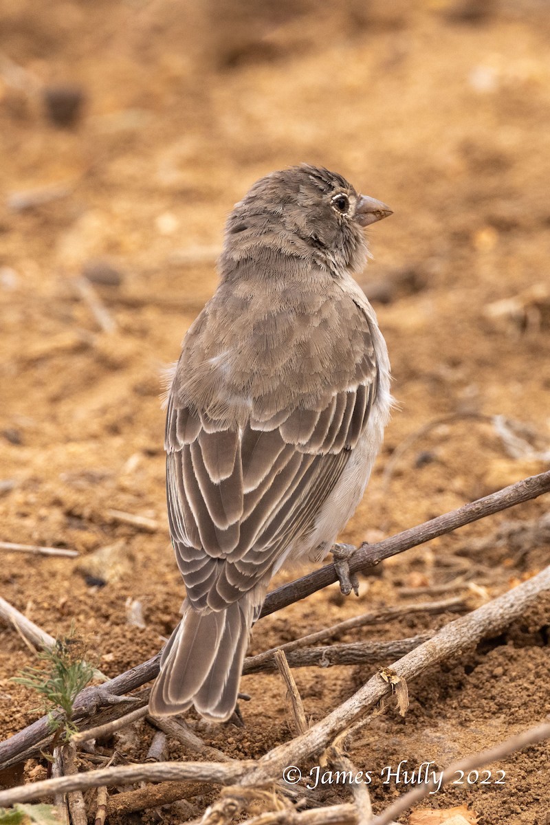 Yellow-spotted Bush Sparrow - ML642630644