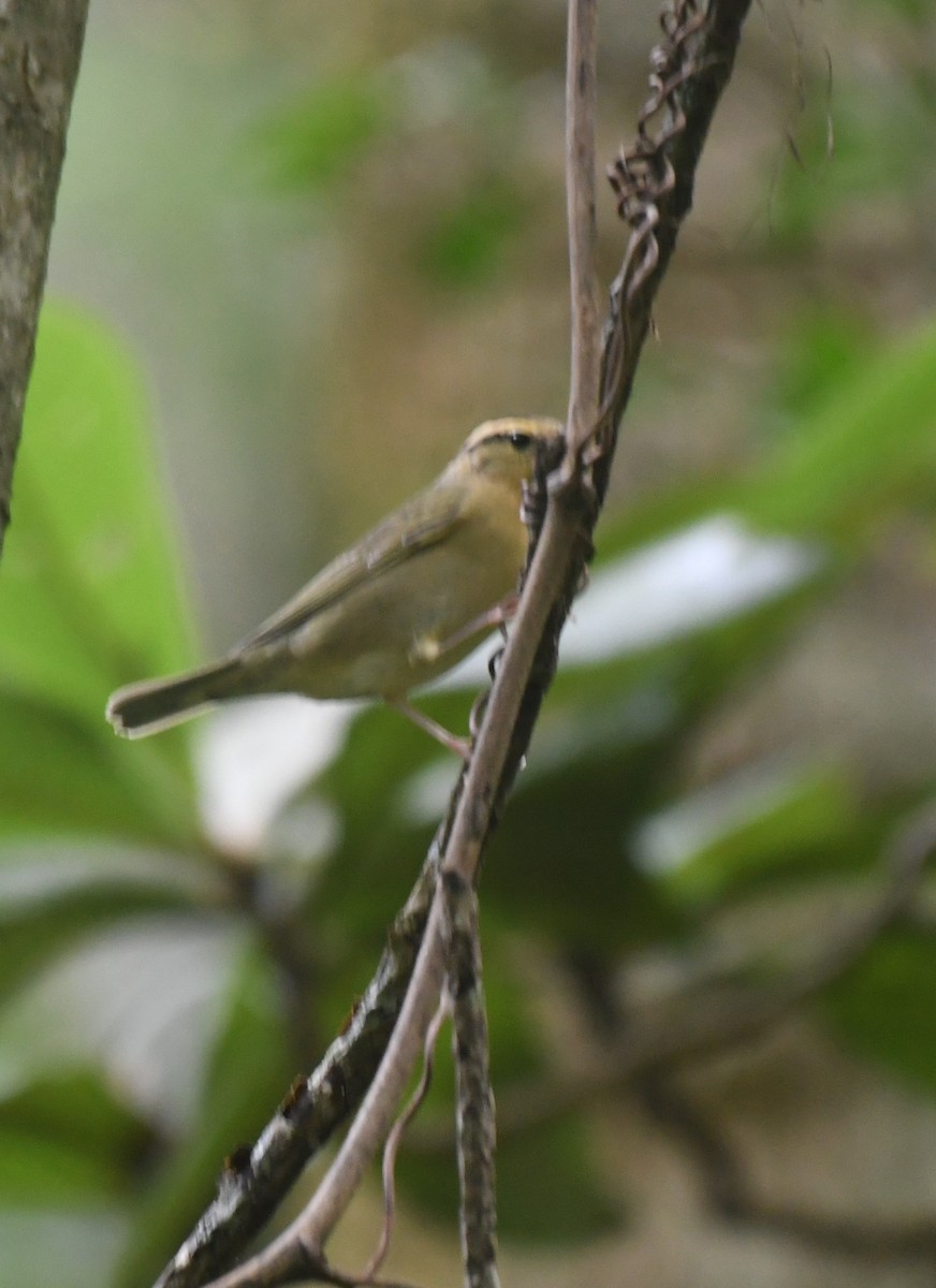 Worm-eating Warbler - ML642630651