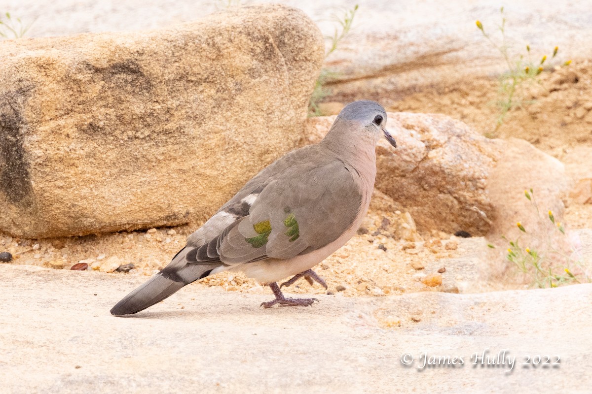 Emerald-spotted Wood-Dove - ML642630664