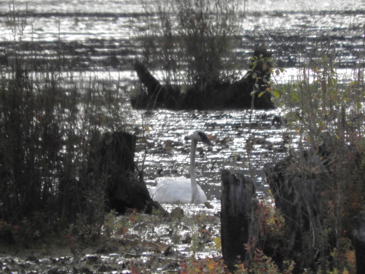 Trumpeter Swan - ML642630685