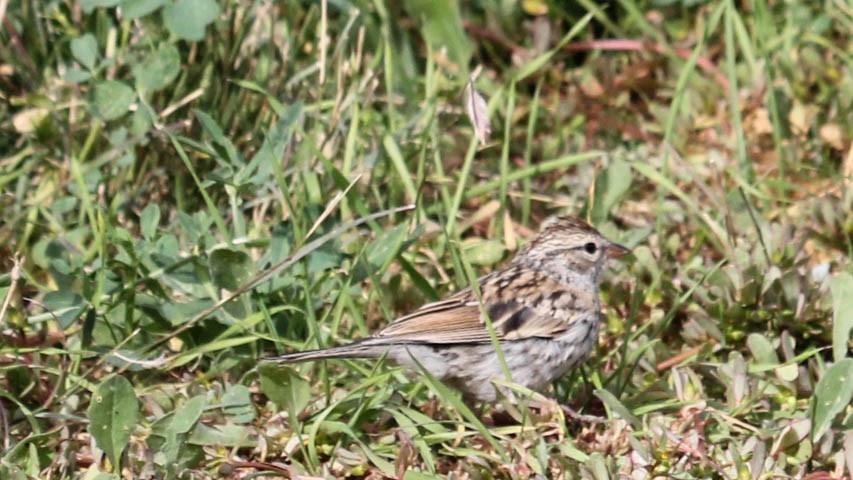 Chipping Sparrow - ML642630693
