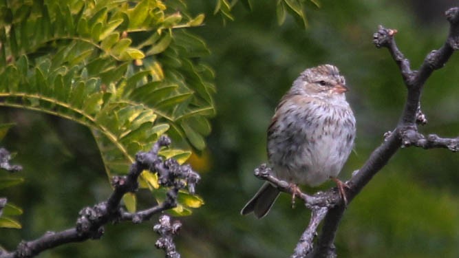 Chipping Sparrow - ML642630694