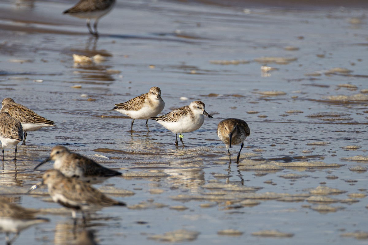Spoon-billed Sandpiper - ML642630719