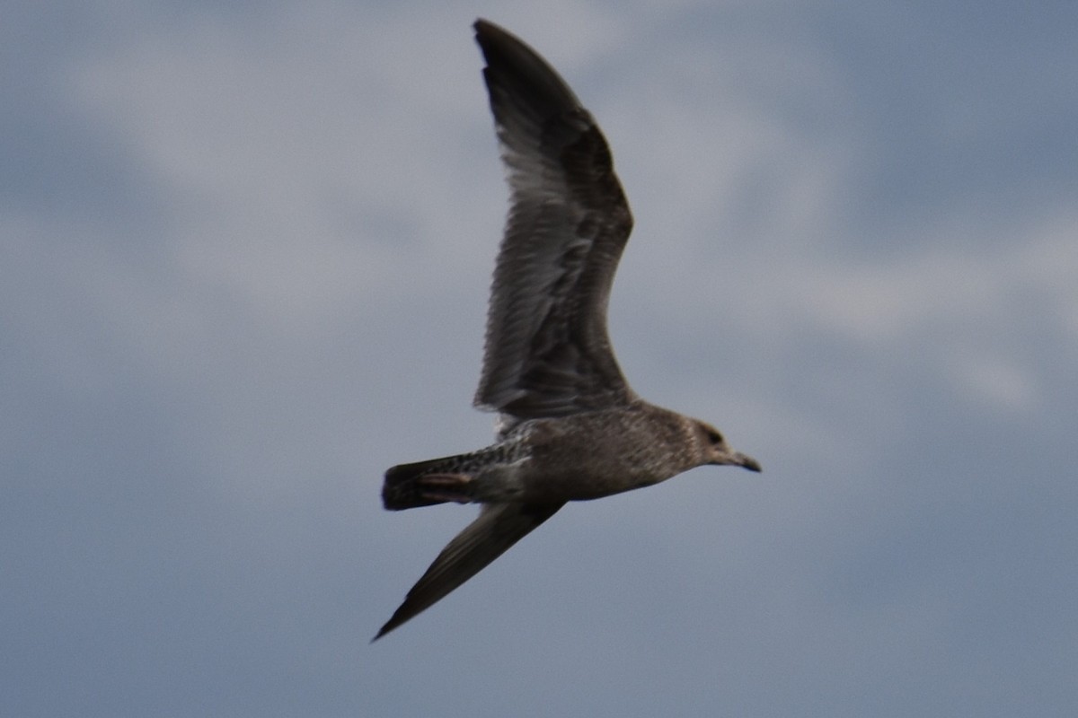 California Gull - ML642630736
