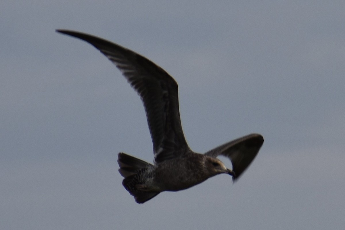 California Gull - ML642630737